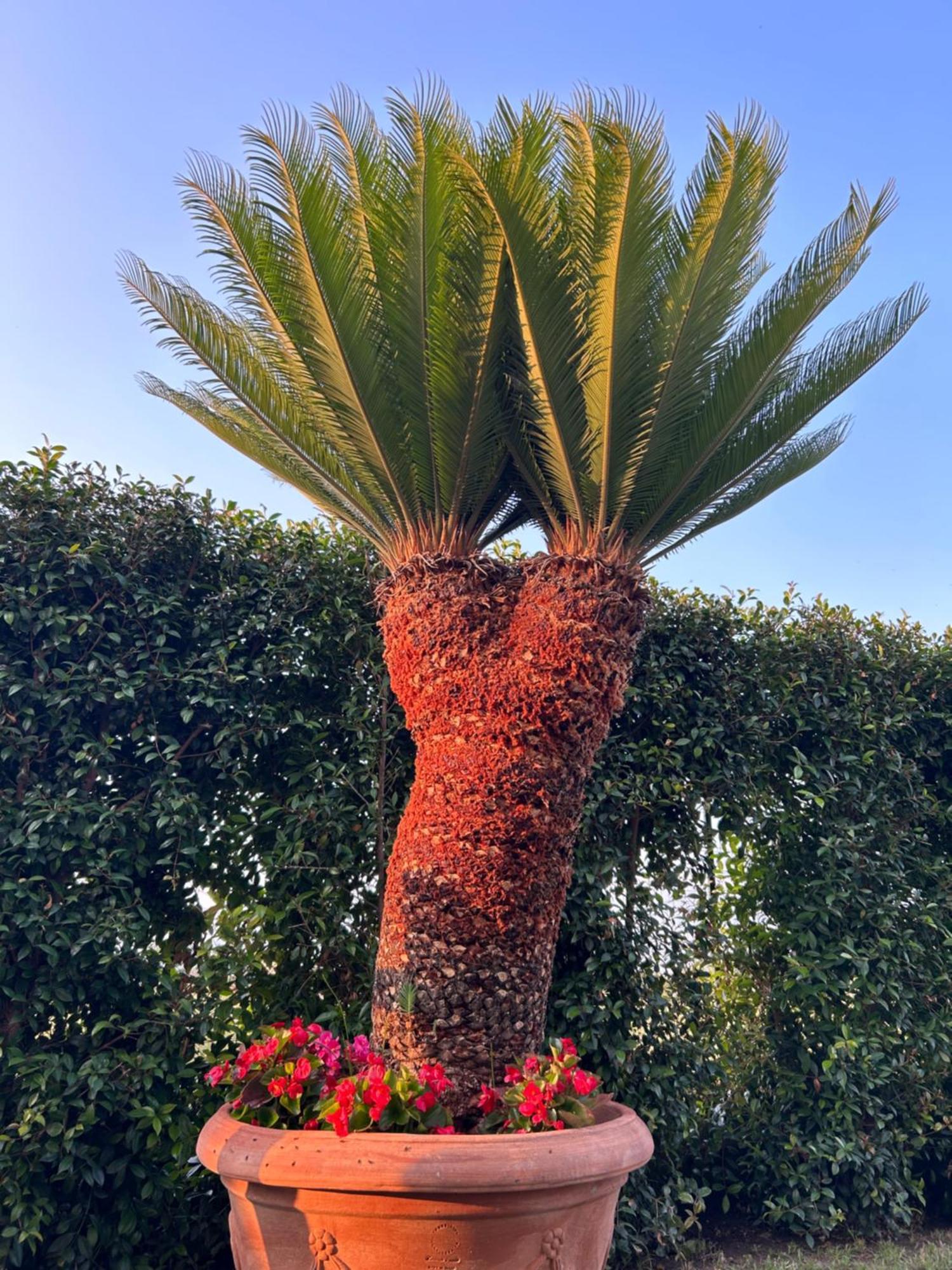 Alto Giardino Apartment Zambrone Bagian luar foto