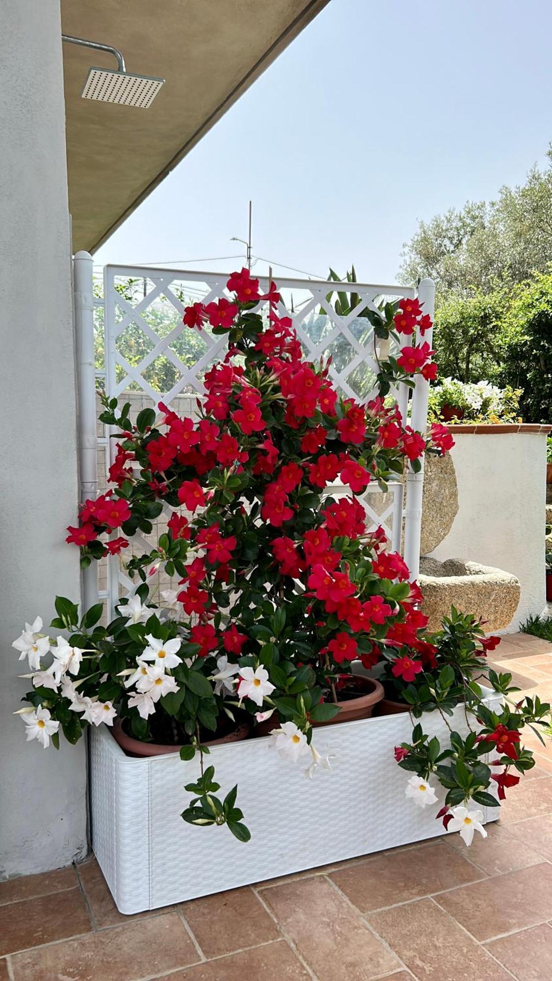 Alto Giardino Apartment Zambrone Bagian luar foto